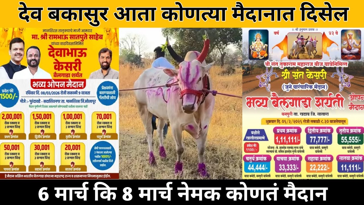 देव बकासुर आता कोणत्या मैदानात दिसेल | 6 मार्च कि 8 मार्च नेमक कोणतं मैदान..?🤔 l #bailgada #bakasur 