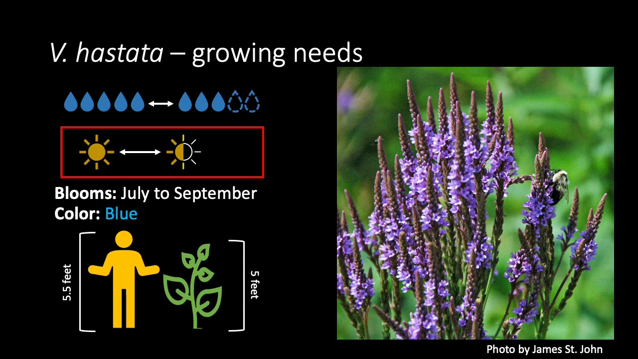 Verbena hastata