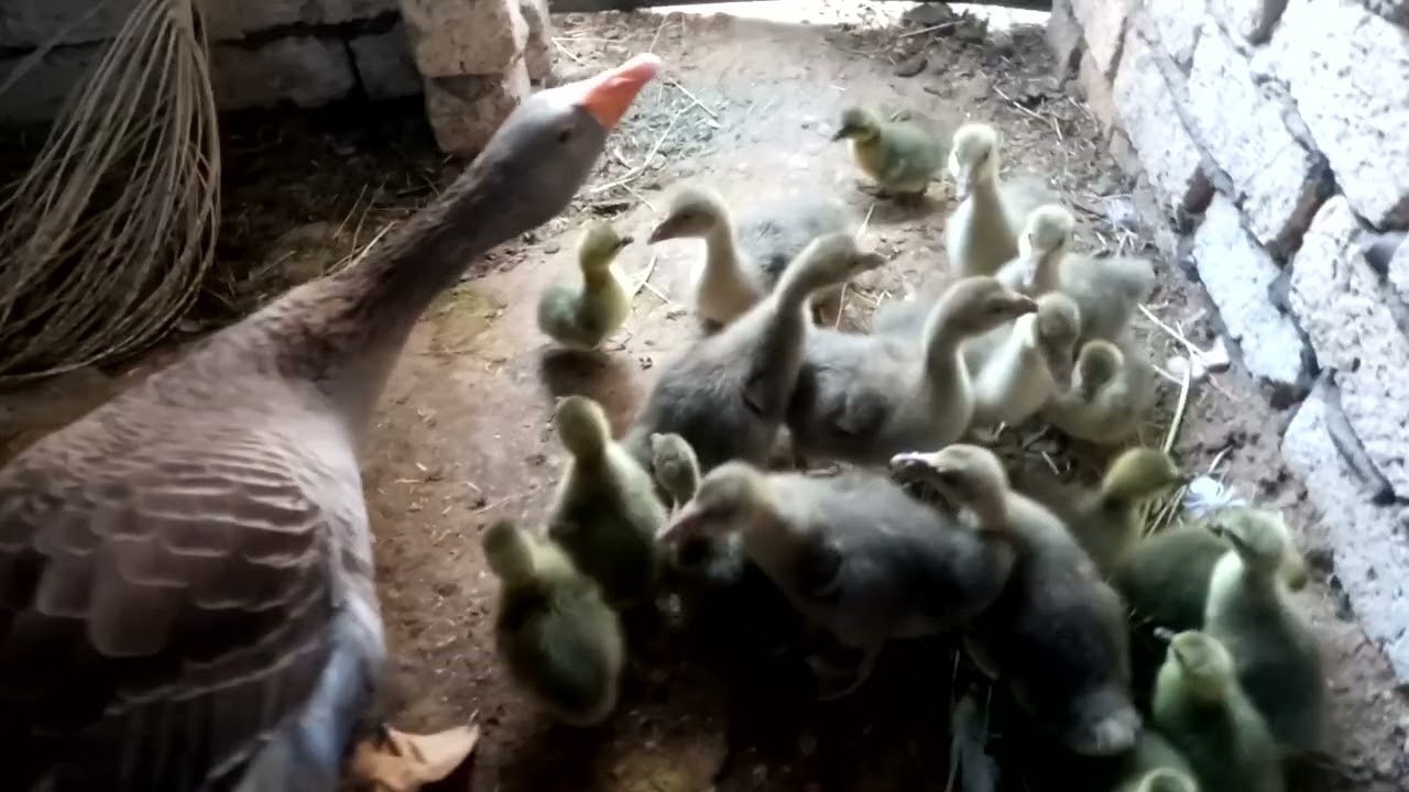 فقس بيض الوز كلوا مره وحده ❗ بشاير الخير هلت على قدوم الشهر الكريم وهل الوز هيبيض تاني!؟