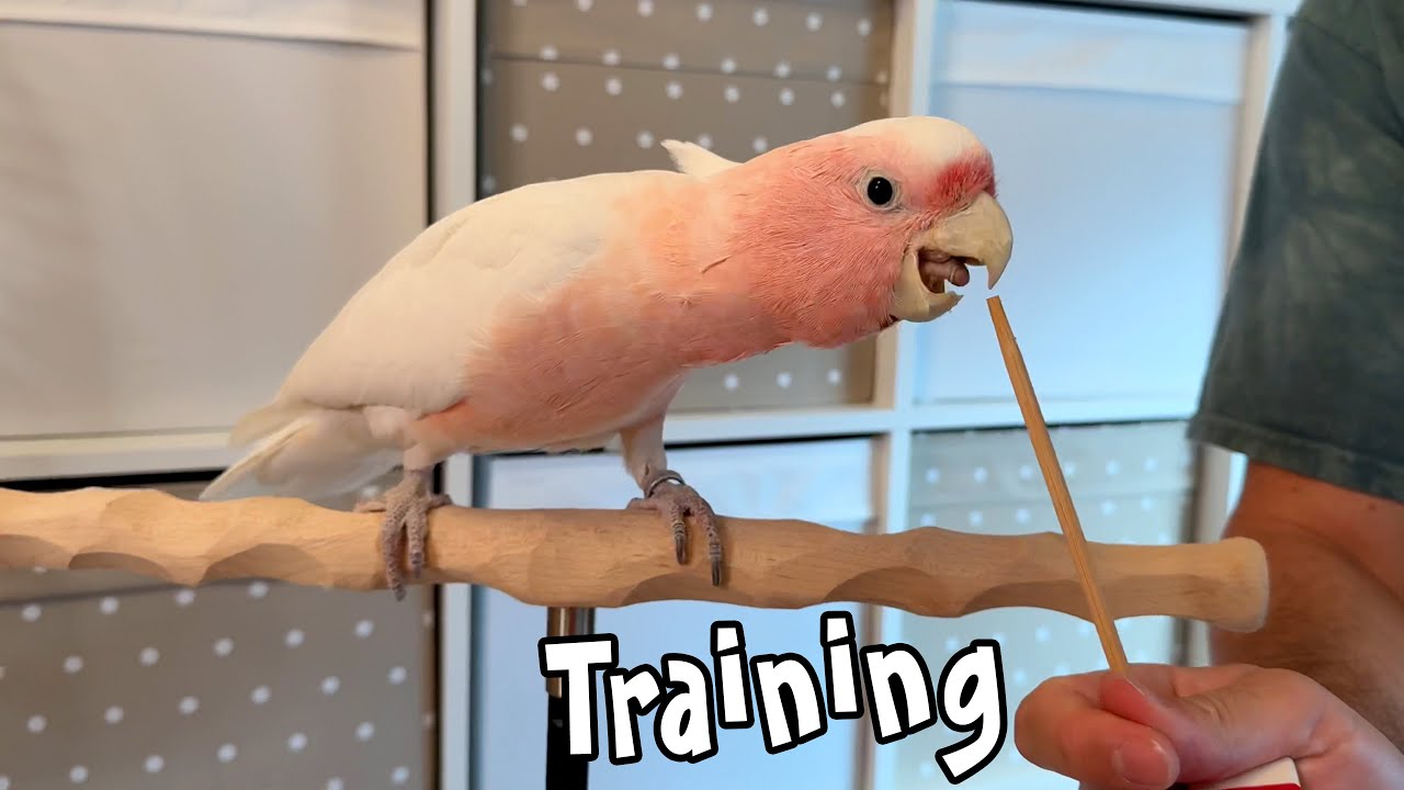 Pink Cockatoo Coming Out & Training