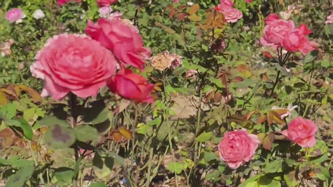 158集《百花争艳》微视频第128集《盛开的月季花（1）》