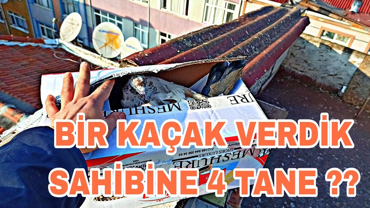 BİR KAÇAK KUŞU SAHİBENE VERSİK YERİNE 4 TANE KUŞ HEDYE VERDİ