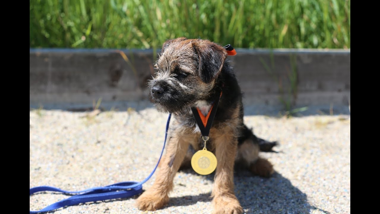 Ludo - Border Terrier Puppy - 4 Weeks Residential Dog Training