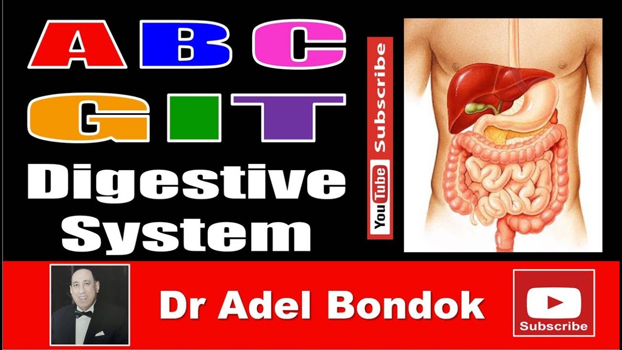 ABC of GIT, Digestive System, Dr Adel Bondok Making Anatomy Simple