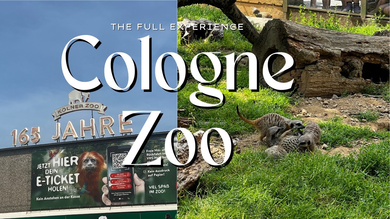 Its one of the BEST zoos in Europe and MORE people should be visiting it - Kölner Zoo/Cologne Zoo 4K