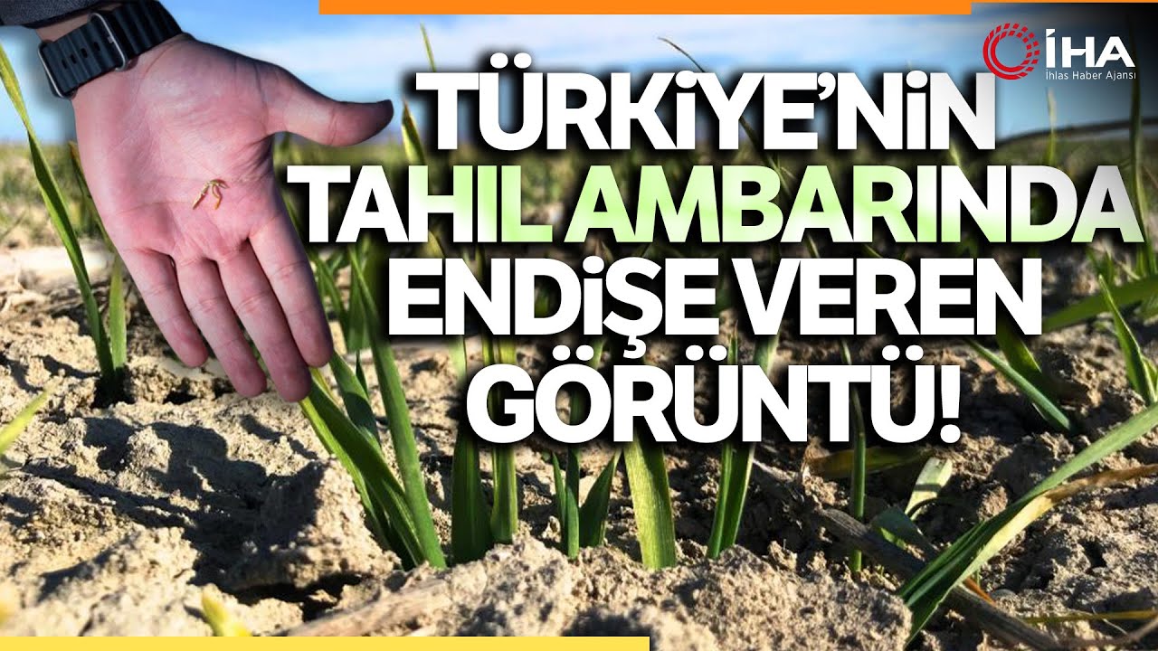 Tahıl Ambarı Konya Ovasında Yağışlarda Yüzde 40 Azalma Yaşandı