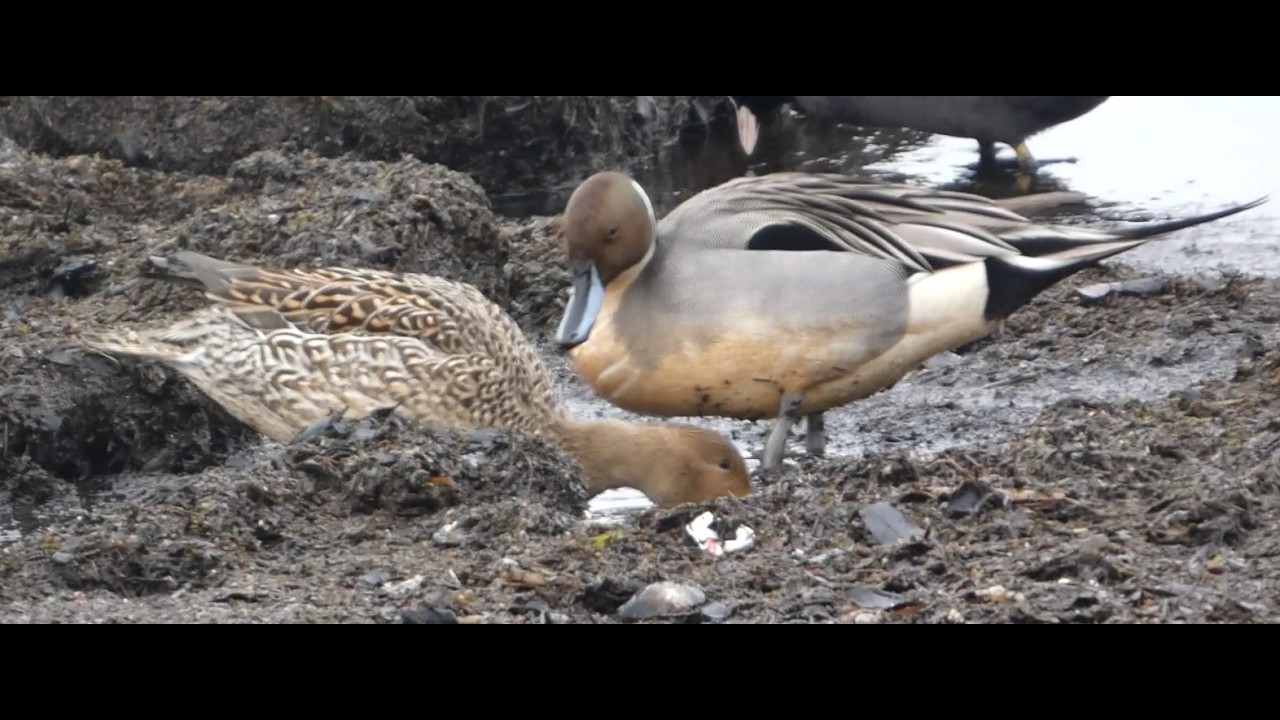 琵琶湖畔で採餌するペアのオナガガモ / Pair of Northern Pintails foraging along the shore of Lake Biwa