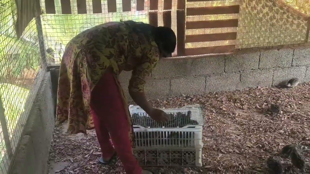 കുറഞ്ഞ സമയം മികച്ച വരുമാനം കാട കൃഷിയിലൂടെ quailfarming