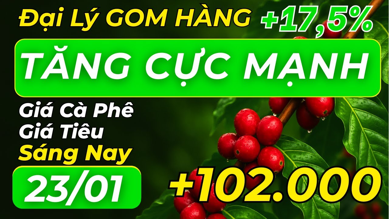 Giá cà phê sáng nay BẤT NGỜ TĂNG CỰC MẠNH - Giá cà phê nội địa im lặng đáng ngờ