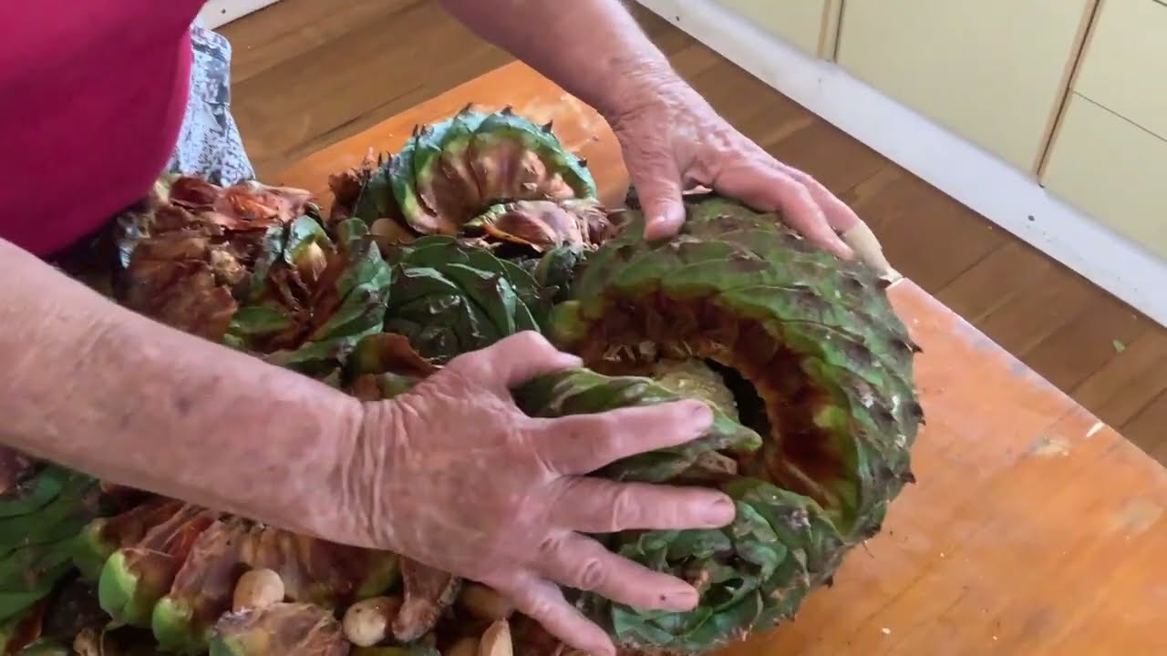 Processing bunya nuts