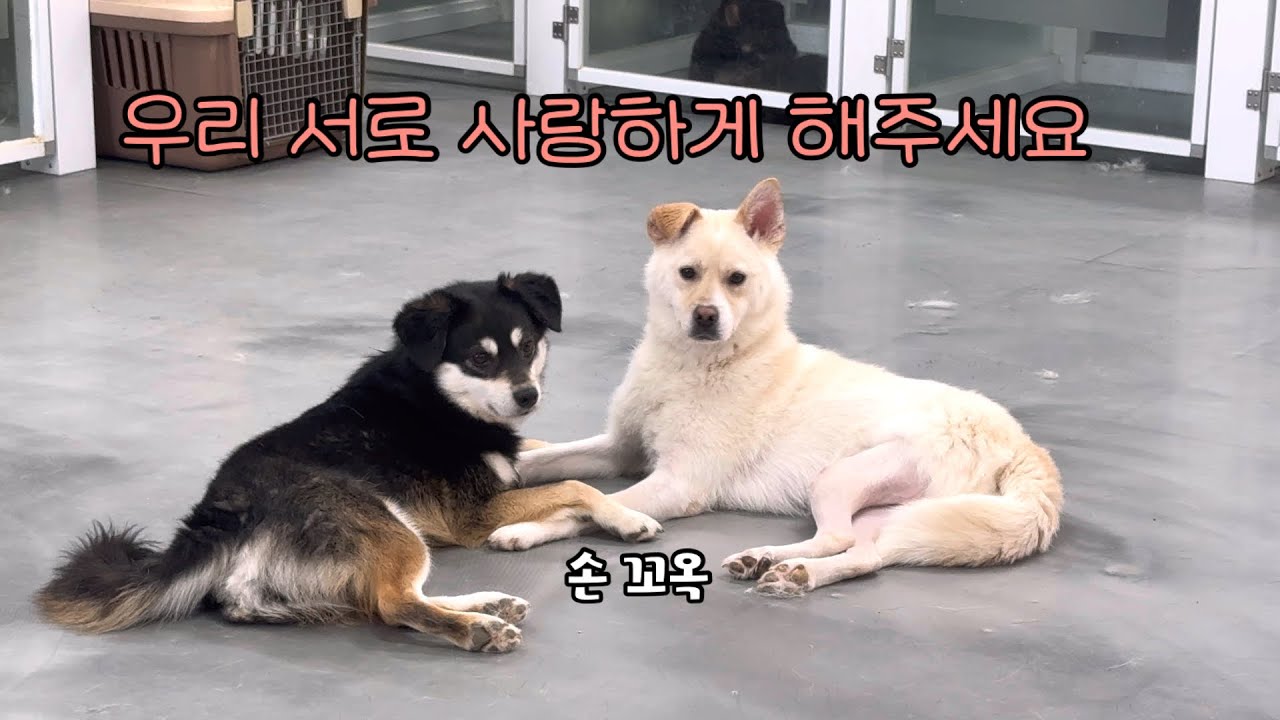 견우 직녀 만나게 해준날,그리고 넬라의 출산 임박!
