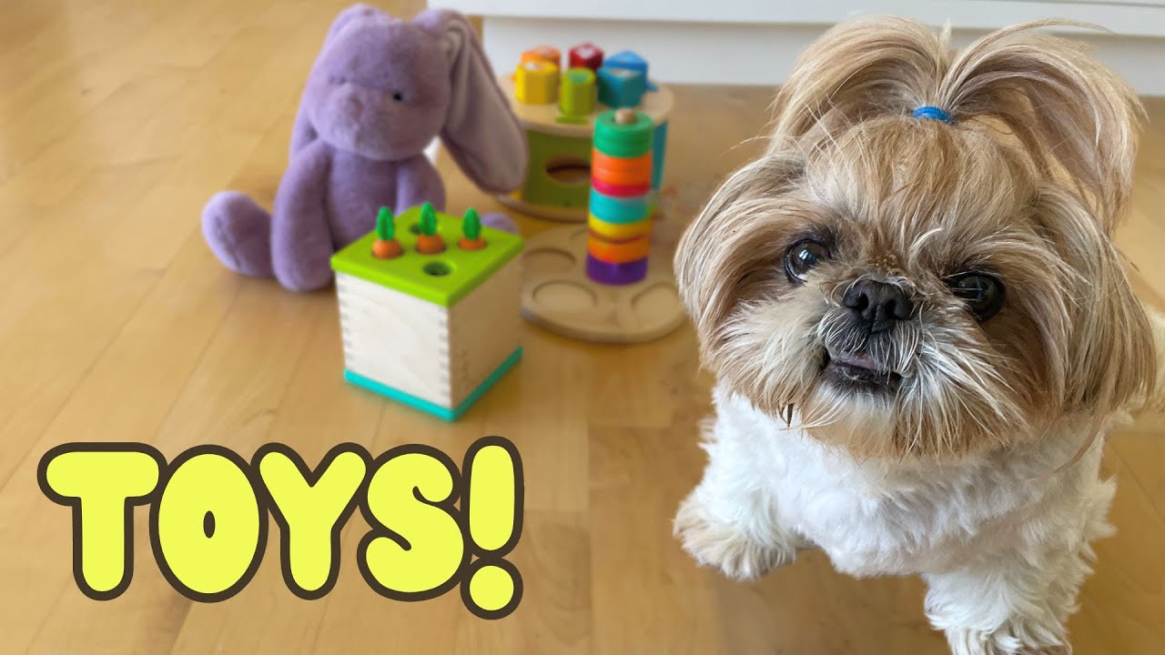 little shih tzu's top 3 favorite human toys