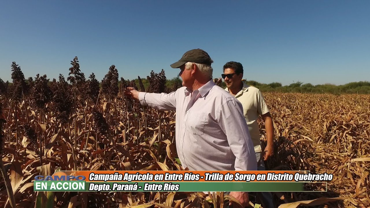 Sorgo entre 5 y 6 toneladas de Promedio por Hectárea en Distrito Quebracho - Adolfo Weber