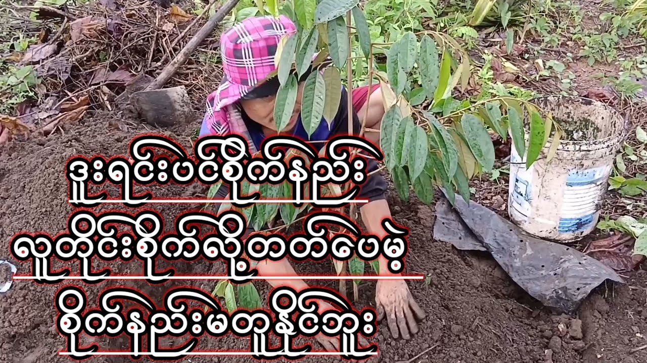 ဒူးရင်းပင်စိုက်နည်းလူတိုင်းစိုက်လို့တတ်ပေမဲ့ စိုက်နည်းမတူနိုင်ဘူး စိုက်ပျိုးရေးကရင်သား