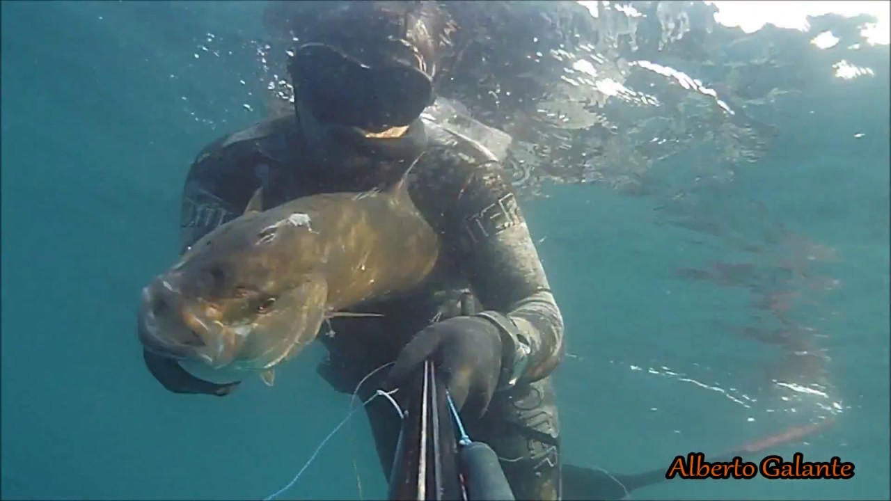 PESCA SUBACQUEA:RICCIOLA ALL'IMPROVVISO 7KG... By Alberto Galante