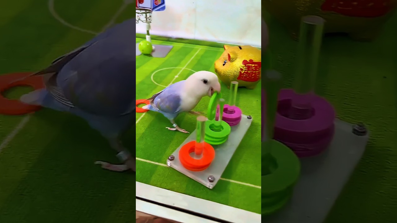 This adorable lovebird parrot can distinguish between colors. #parrots #birds #lovebirds #cute
