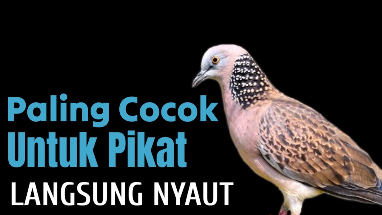 Suara Tekukur Kuk 2 Gacor Memanggil Temanya Agar Ikut Bunyi 100% AMPUH
