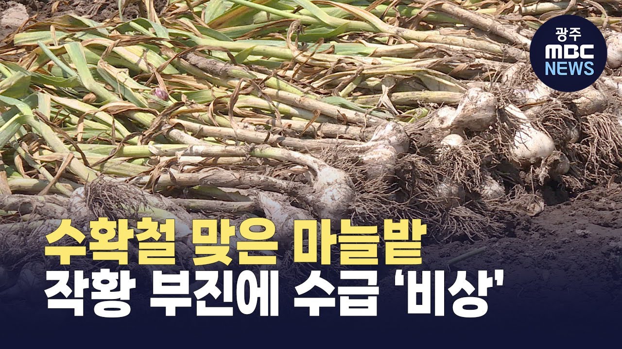 [안동] 수확철 맞은 마늘밭..작황 부진에 수급 '비상' (뉴스투데이 2025.06.25 광주MBC)