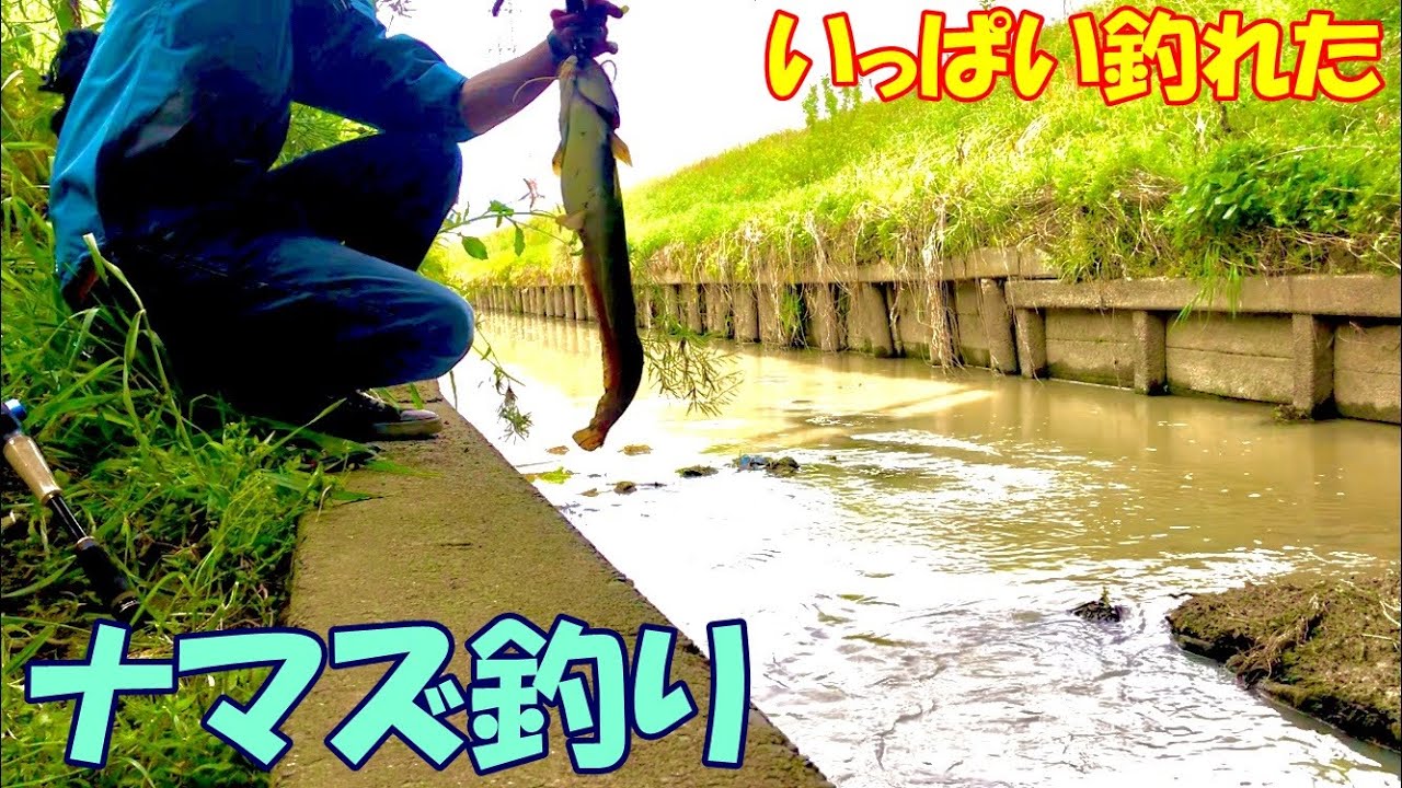 [ナマズ釣り]　いっぱい釣れて大満足！　新ロッド入魂　ワールドモンスター654Ｍ/アンバサダー4600Ｃ4