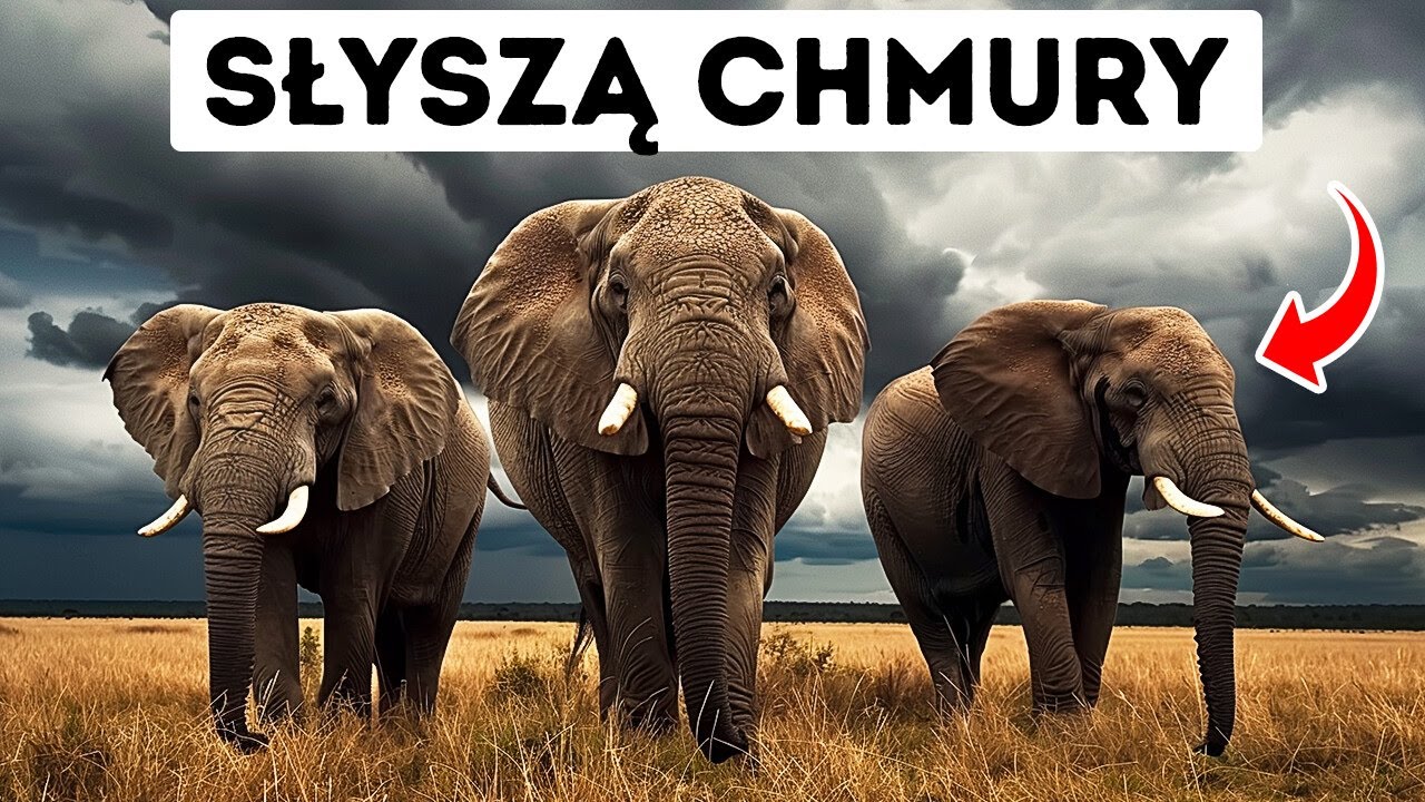 Zdziwi Cię to, jak zwierzęta słyszą świat