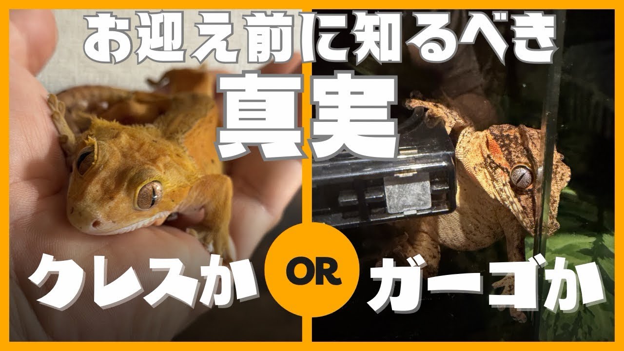あなたはどっち派？活発なクレス vs 動かぬガーゴ【お迎え前に知るべき真実】