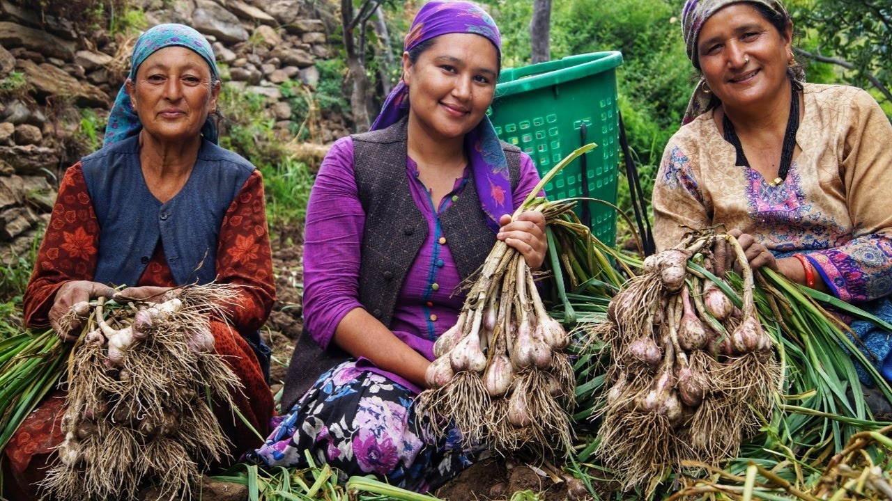 ||Garlic Harvesting In Kinnaur HP(Wild Apricots)||Kande Vlog