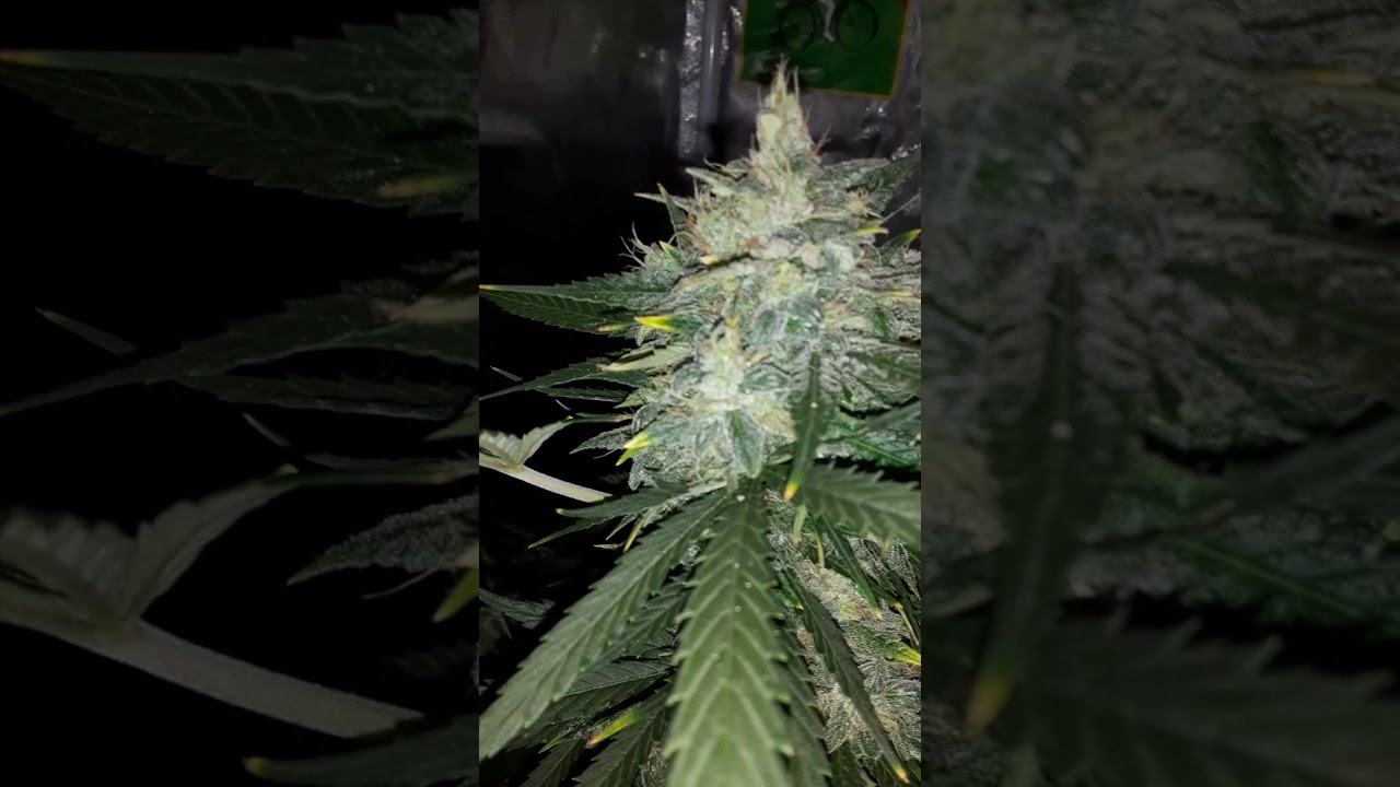 All Ethos Auto Flowers late flowering stage!