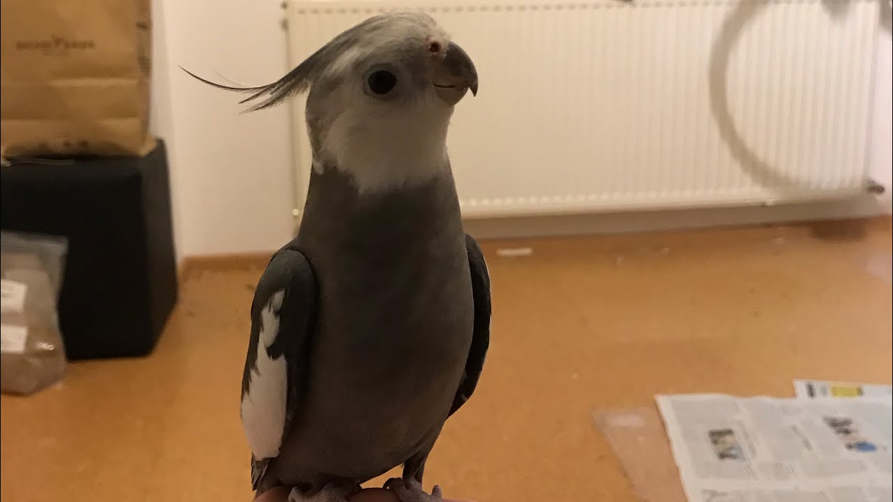 So vermeidet ihr es von eurem Vogel gebissen zu werden.