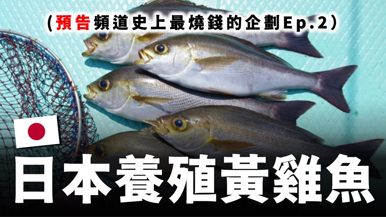 日本養殖的黃雞魚，油脂含量有多可怕？舉辦活動居然可能違法⋯應該怎麼辦？