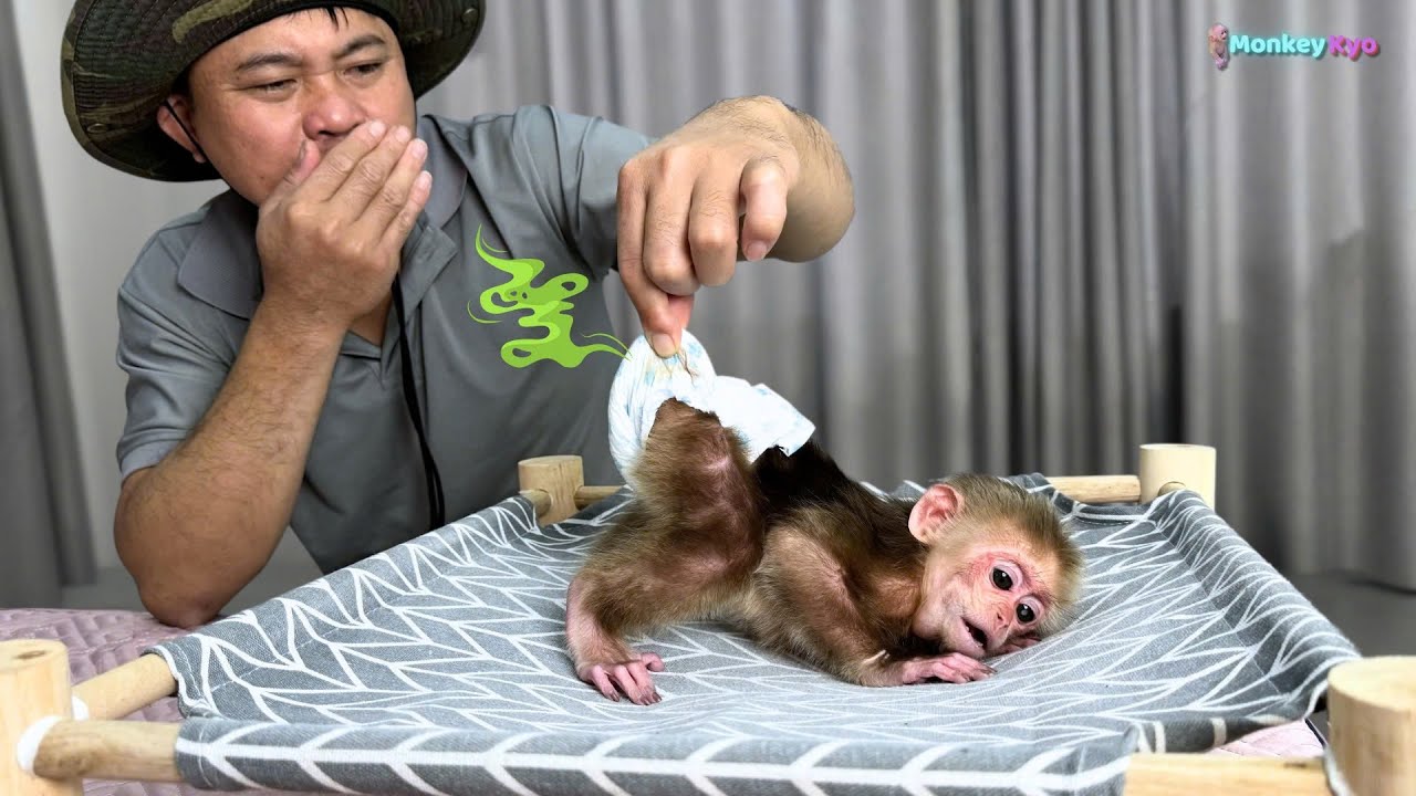 Monkey Kyo peed in her diaper and ran to Dad for help!