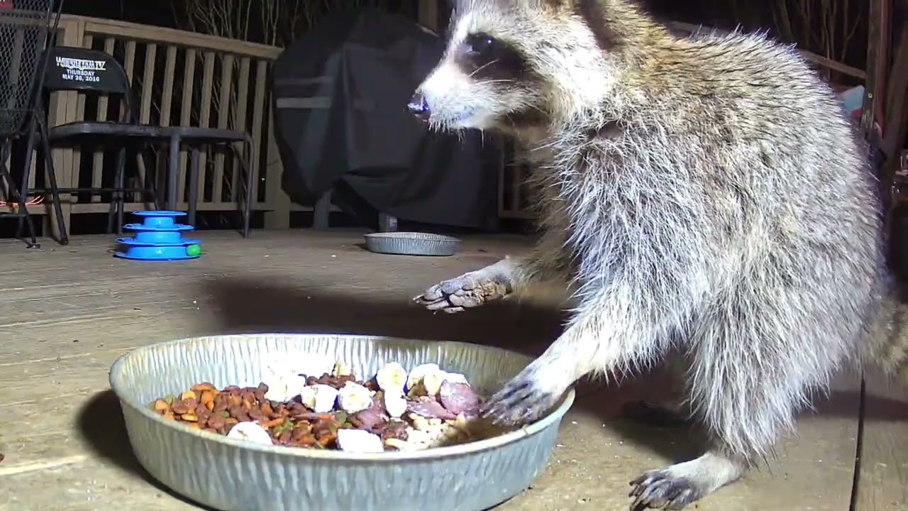 Critters 2-3-26 raccoons opossums straycat munching @crittertime308 #cat #fyp #opossum #Raccoon 
