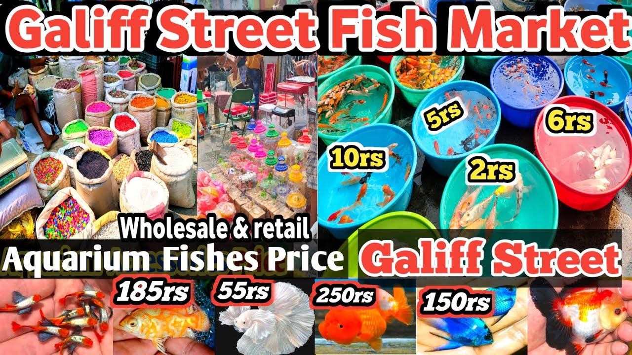 Galiff Street fish market | All aquarium Fishes Price update recent video📸 | Aquarium Fish