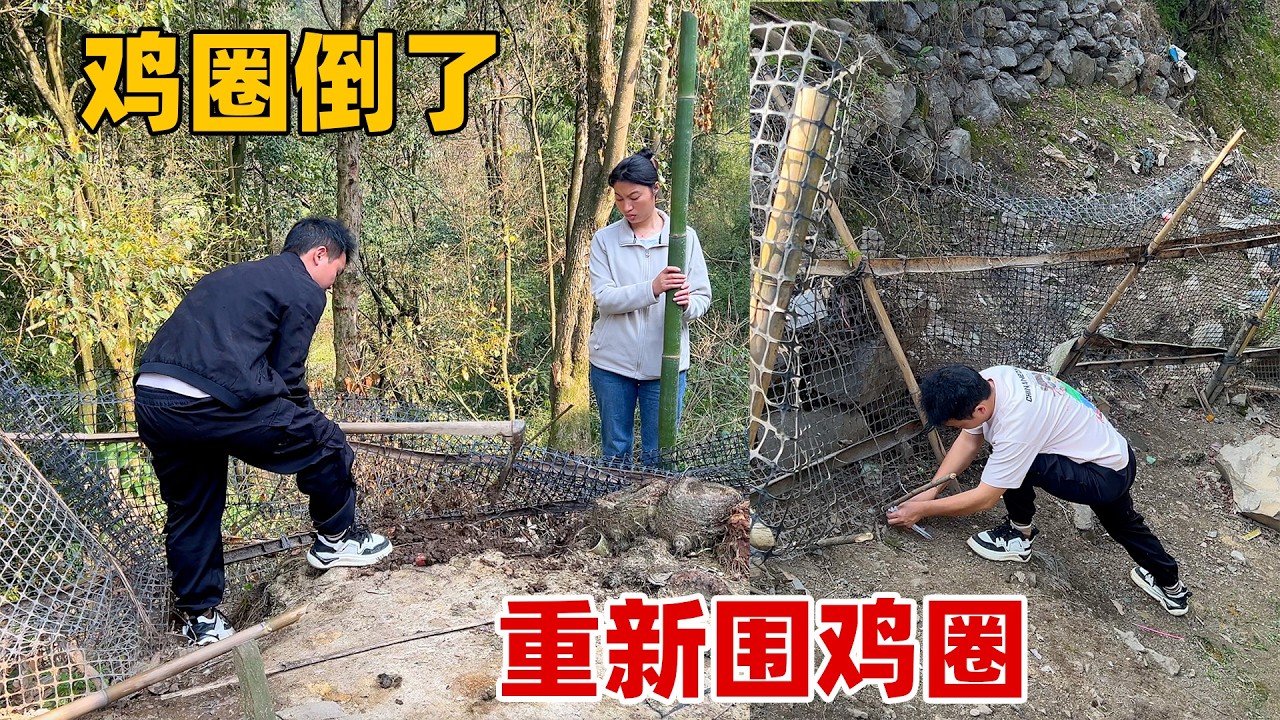 家里的动物全都造反了，一到家全是关于它们的控诉，邻居更是直言要放药毒死，赶紧把鸡圈漏洞补上