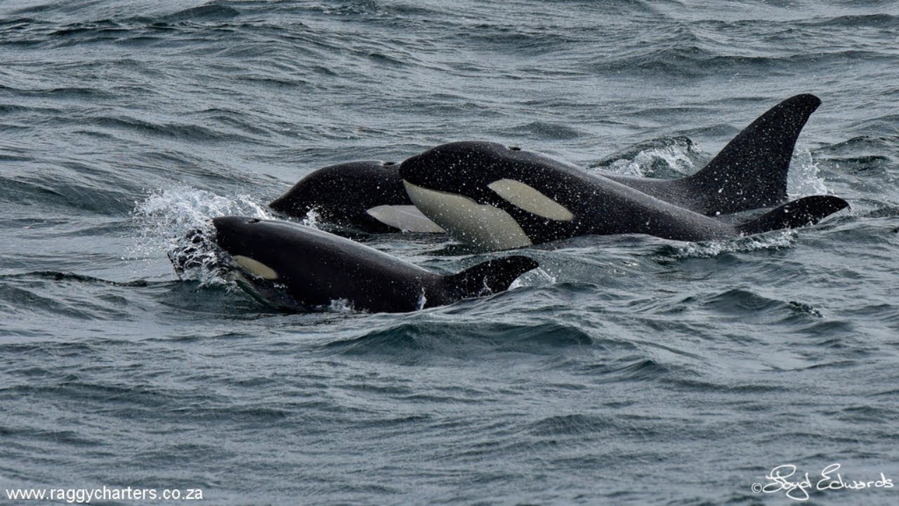 12 Orcas playing with a tourist boat in Algoa Bay | Raggy Charters