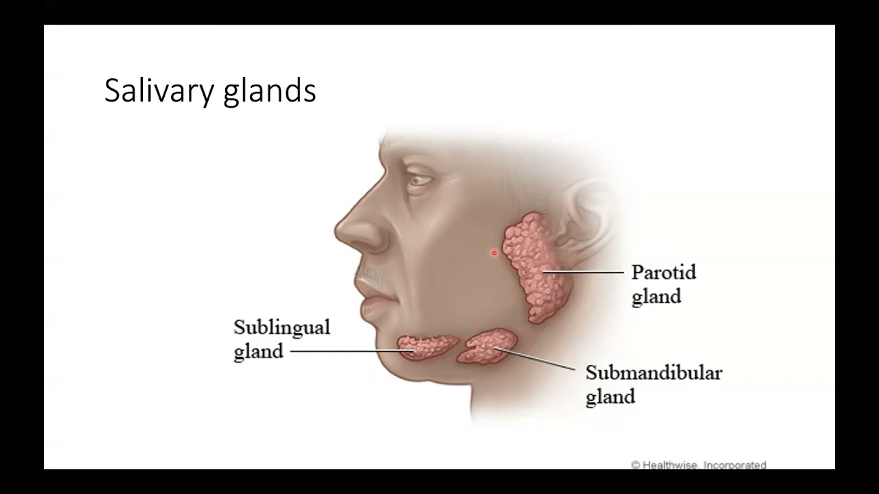 Lecture 5: Digestive system