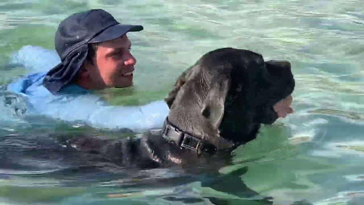 Not Kangaroo related, but our amazing dog Ajay… Breed Australian Mawler