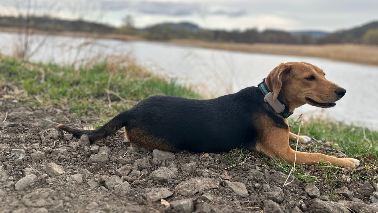 ♥️ Test Tractive DOG 6: Co všechno umí GPS pro psa? 🐕‍🦺📡 @TractiveGPS