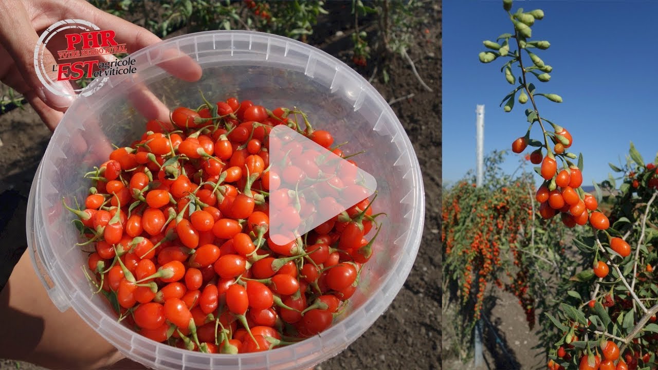 Des baies de goji cultivées en Alsace