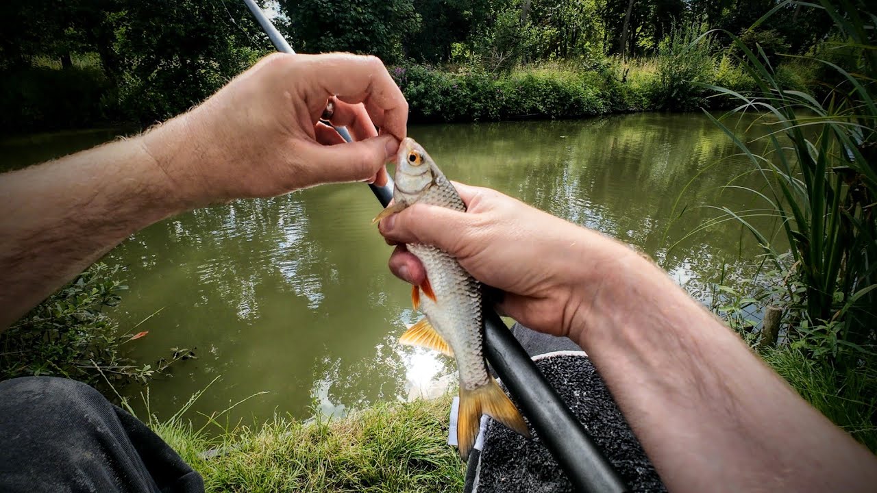 Whip Fishing ASMR Relaxing Raw POV Footage | UK Lake Fishing with Guru A-Class 4m (No Talking)
