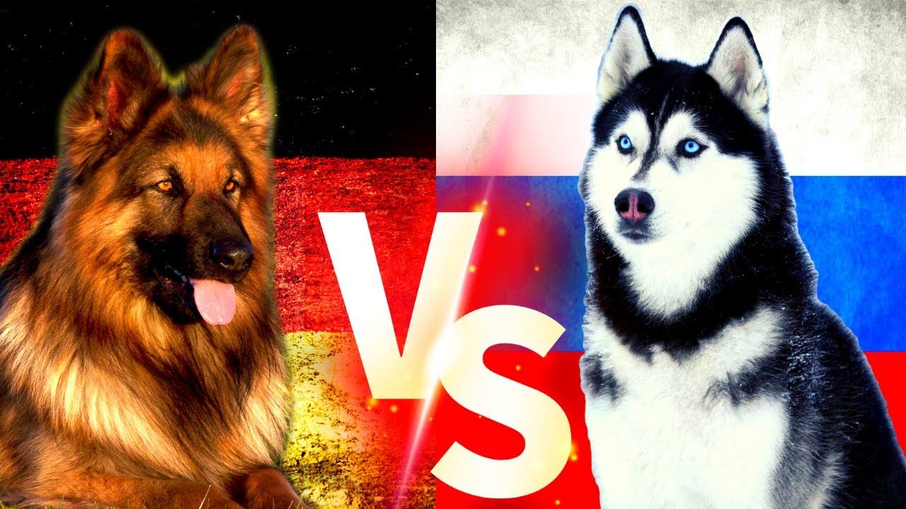 Alman Kurdu Vs Husky ( Sibirya Kurdu ) K&ouml;pekleri #almankurdu #sibiryakurdu #k&ouml;pek