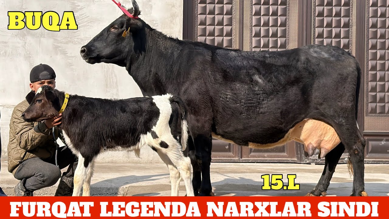 BULASI BUQA SUTDOR YOSH SIGIRLAR⭐️FURQAT LEGENDA😱XALQIM UCHUN AKSIYA😳
