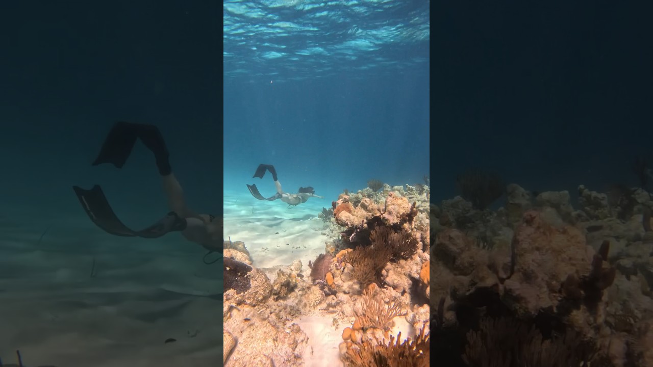 Snorkeling a beautiful Caribbean reef #mermaidlife #feliciawithfins #freediving #underwatervideos