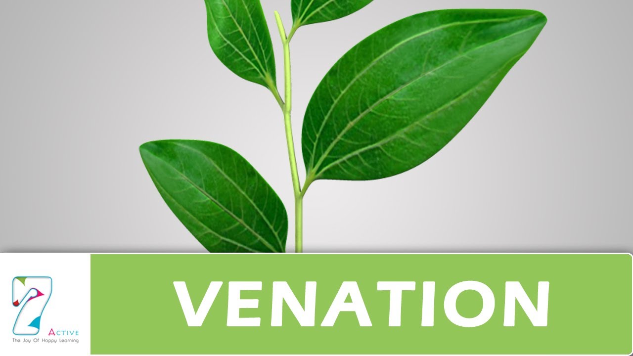 Venation of leaf