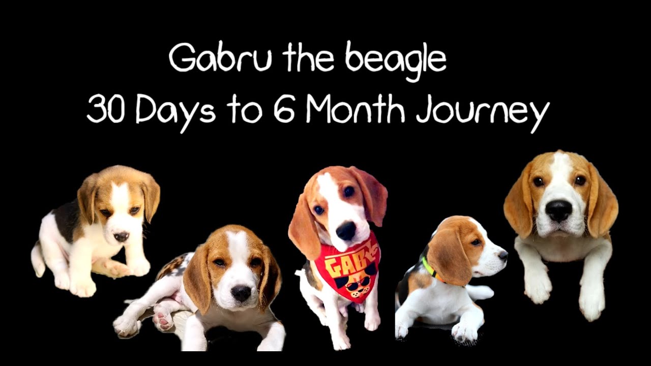 Beagle puppy from 35 Days to 6 month Journey 2020