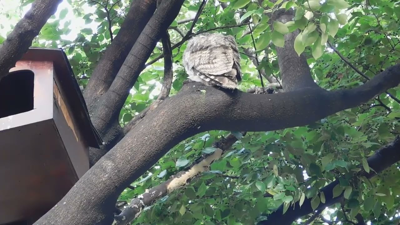 Why Young Owls Preen So Carefully  Life Outside the Nest