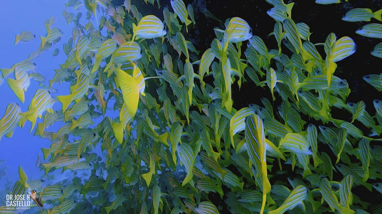 Bluestripe snappers