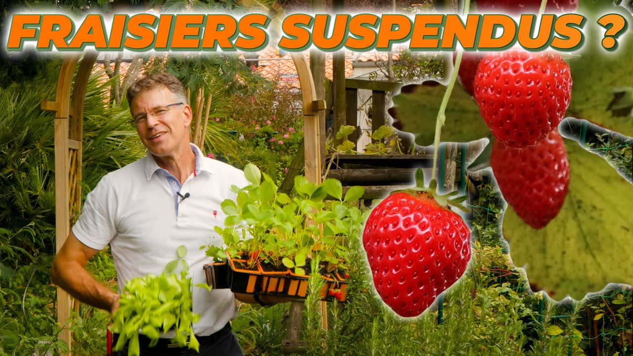 Mieux Planter LES FRAISIERS 🍓 - Que Faire Dans Mon Jardin ? Semaine 38