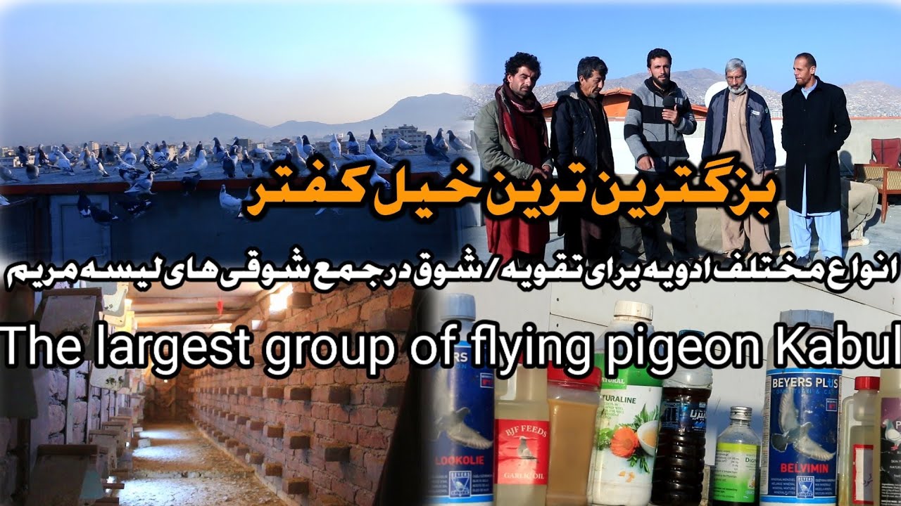 بزگترین خیل کفتر The largest group of Flying pigeon in kabul | انواع مختلف ادویه برای تقویه کفتر