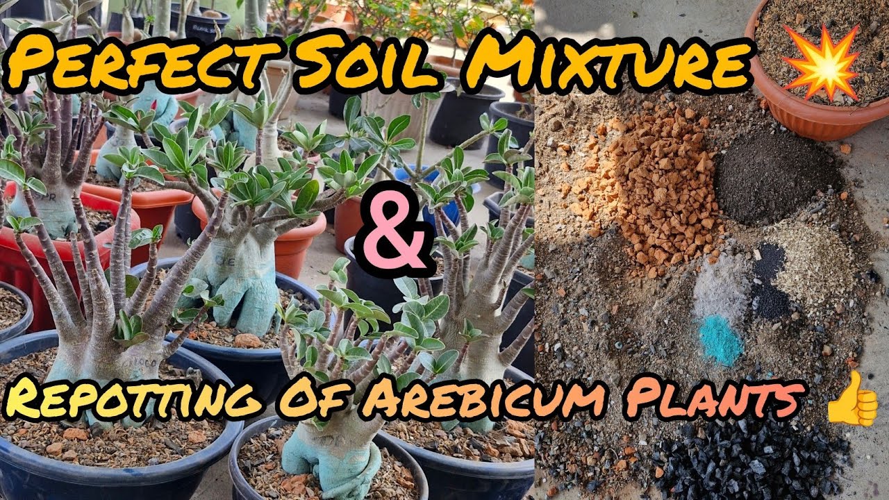 HOW TO PREPARE BEST SOIL MIXTURE FOR ADENIUM AREBICUM अडेनियम अरेबिकम को मेरी तरह REPOTT कीजिए ✅️👌💯 