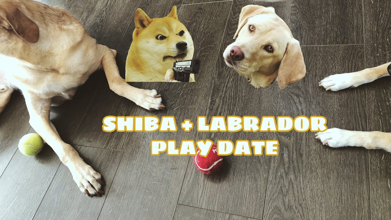 Shiba Goes On Play Date with Labrador For the First Time! 當柴柴遇到拉布拉多